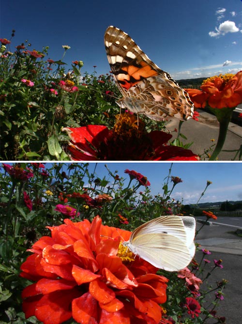 ヒメアカタテハとモンシロチョウ