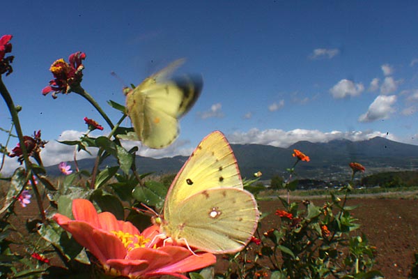 モンキチョウの求愛