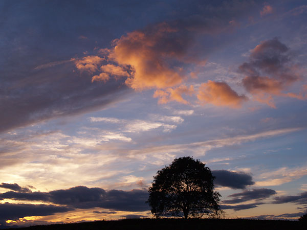 いつものクルミの木