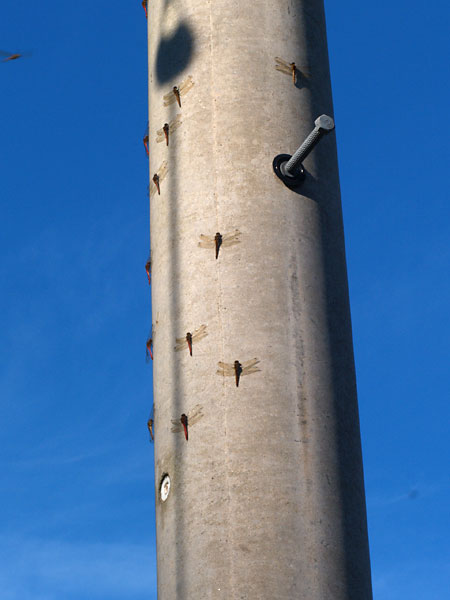 電柱に集まるアカトンボ