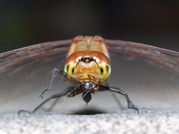 アブラムシを食べるアキアカネ