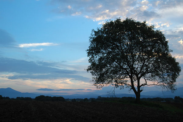 今日もクルミの木