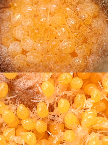 孵化直後のナガコガネグモ