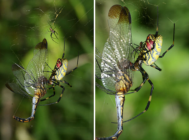 ジョロウグモの交接