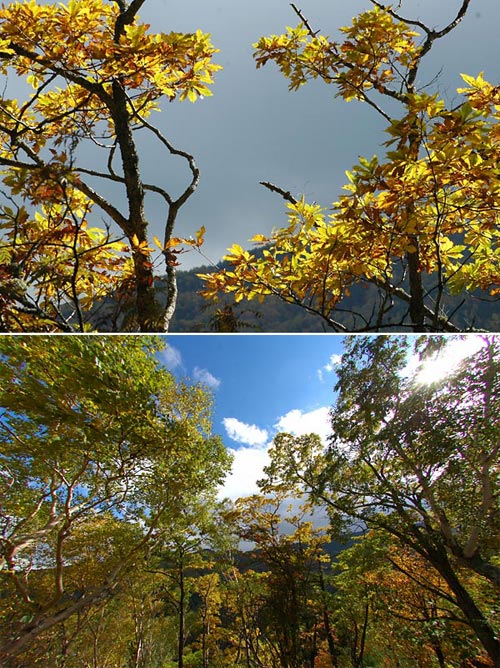 ミズナラの黄葉（広角と望遠）