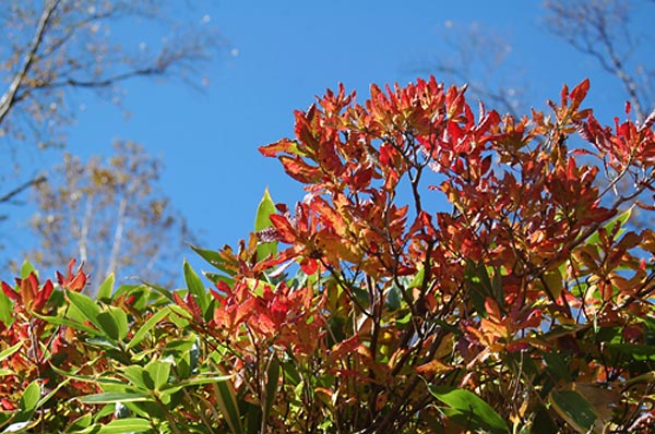 レンゲツツジの紅葉