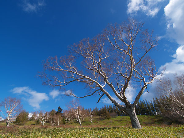 移動するチョウを見る