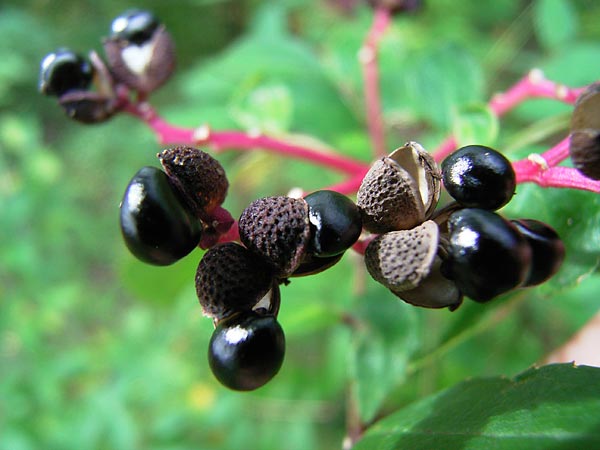 イヌザンショウの実