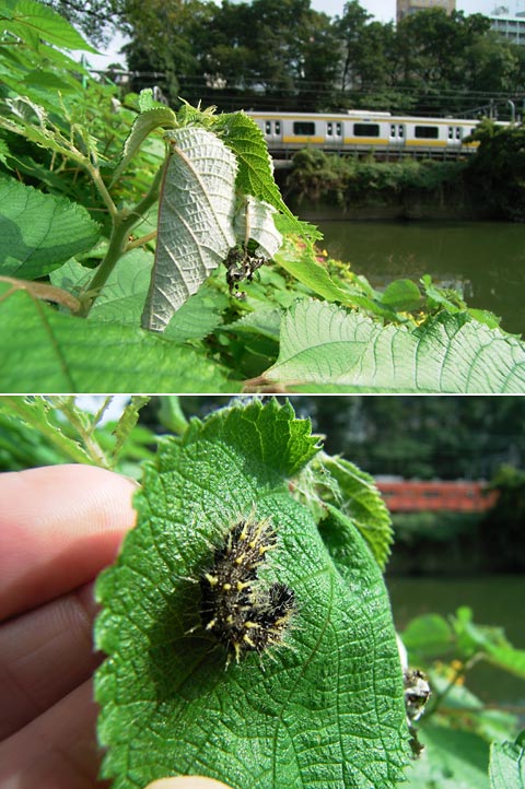 東京のアカタテハの幼虫