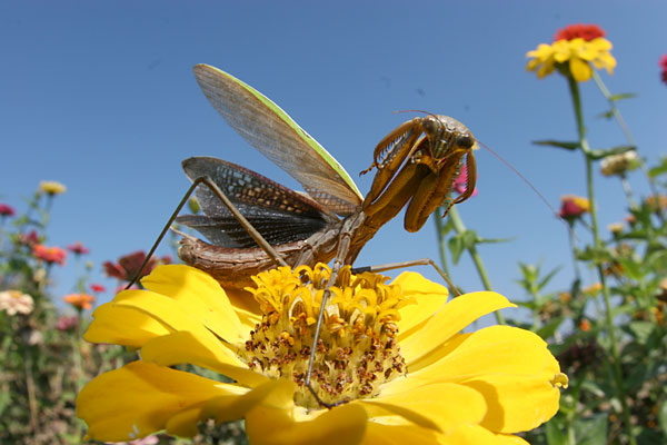 オオカマキリの威嚇