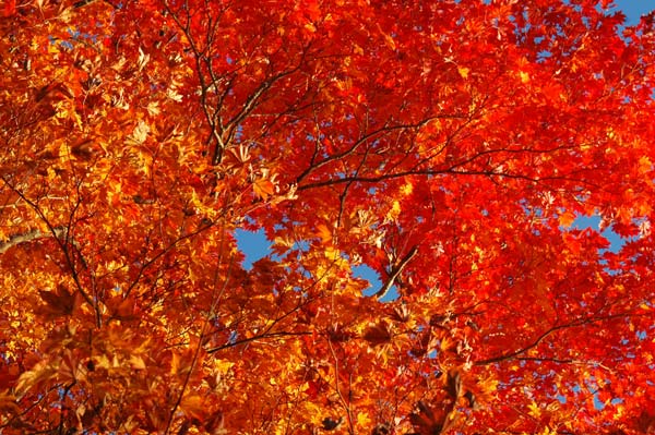 カエデの紅葉