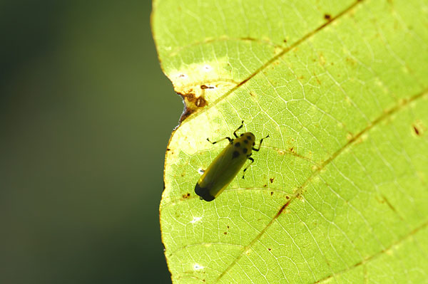 ツマグロオオヨコバイ