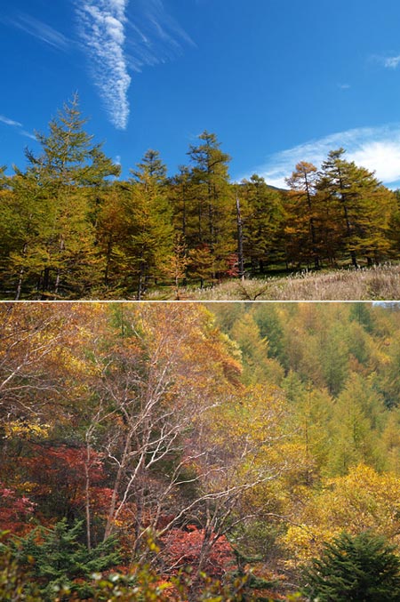 カラマツの黄葉、進む