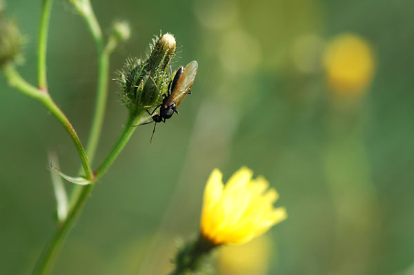 季節はずれのクロオオアリのオス