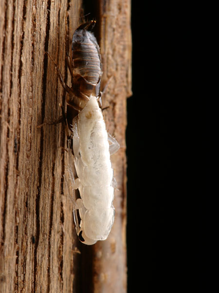 真っ白いゴキブリ