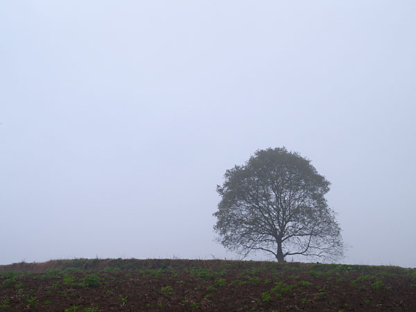 いつものクルミの木