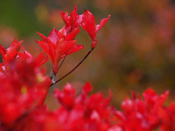 ドウダンツツジ