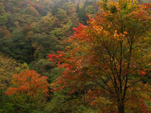 雨の中のカエデ