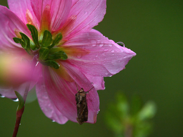 ダリアで雨宿り（ウワバ）
