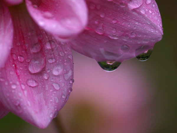 ダリアの花についた水滴