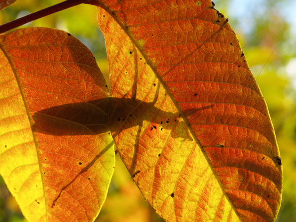 カマキリのシルエット