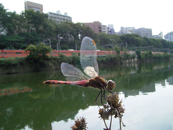 東京のアカトンボ