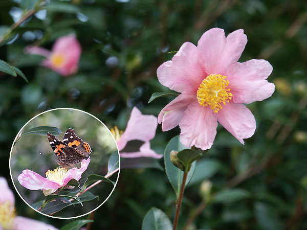 サザンカにアカタテハ