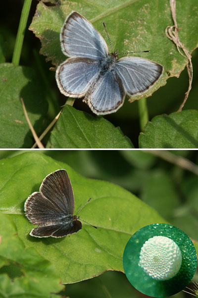 ヤマトシジミのオスメス