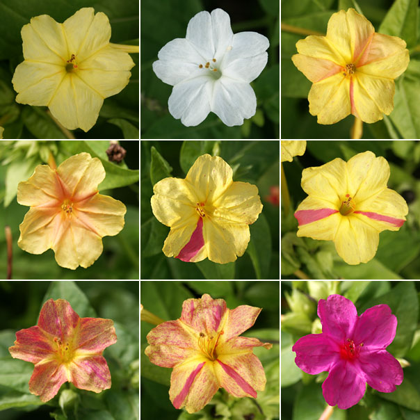 オシロイバナの変異