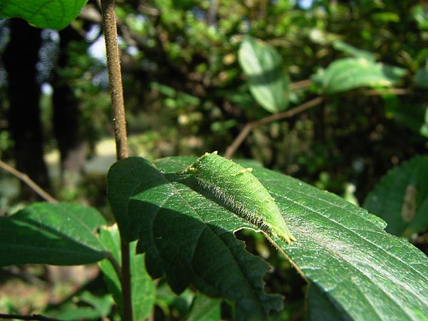 東京のゴマダラチョウの幼虫