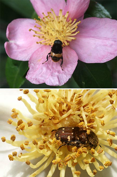 サザンカに来た虫