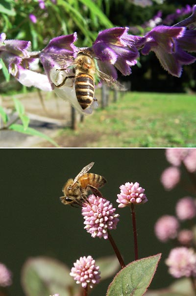 ニホンミツバチとセイヨウミツバチ
