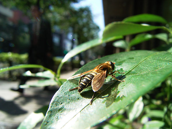東京のアシブトハナアブ