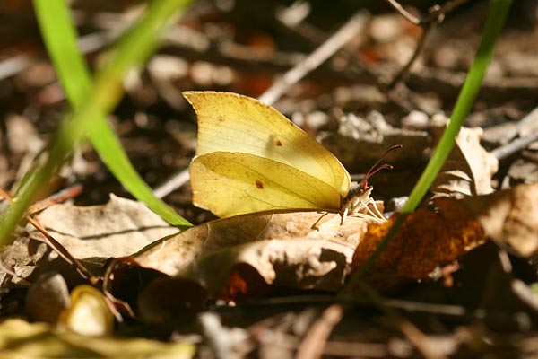 スジボソヤマキチョウ