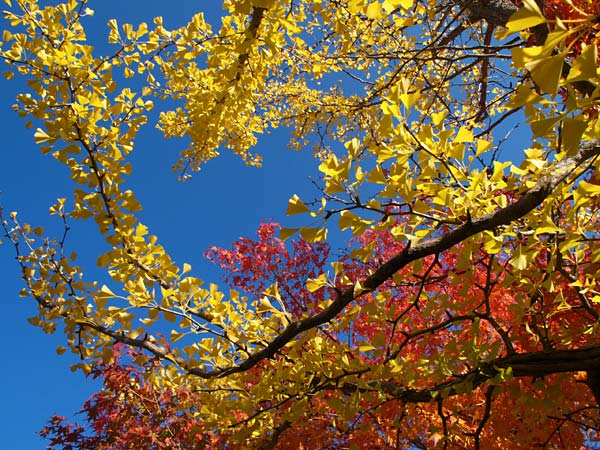 イチョウの黄葉