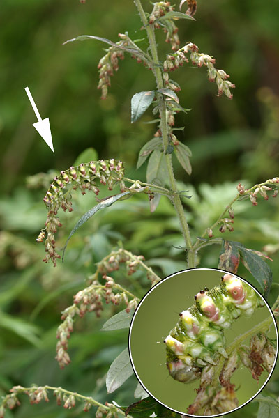 ヨモギの花穂にそっくりな幼虫