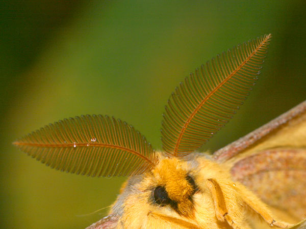 ウスタビガの触角
