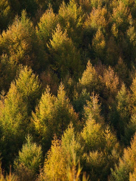 カラマツの黄葉