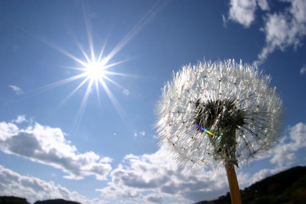 綿毛を付けたタンポポ