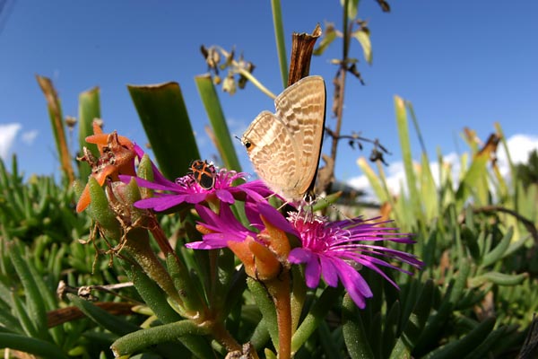 ウラナミシジミ