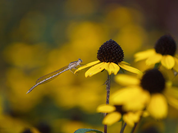 オツネントンボ