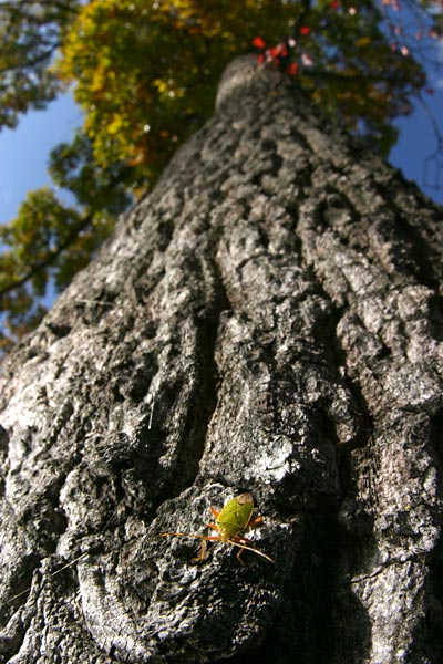 クヌギカメムシ