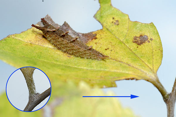 オオムラサキの4齢幼虫の知恵