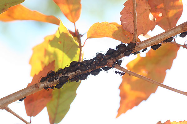 クリオオアブラムシ