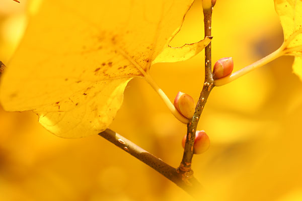 ダンコウバイの花芽