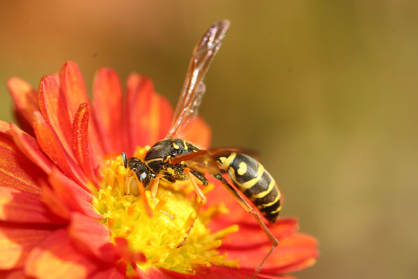 フタモンアシナガバチのオス