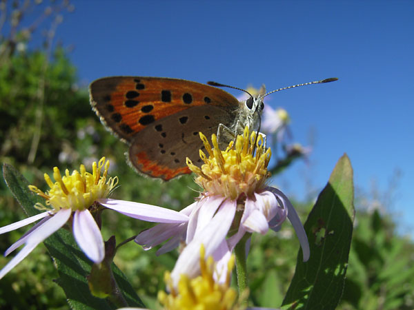 ベニシジミ（Caplio　Ｒ1の広角マクロ）