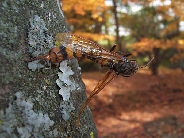 ヒラアシキバチの死