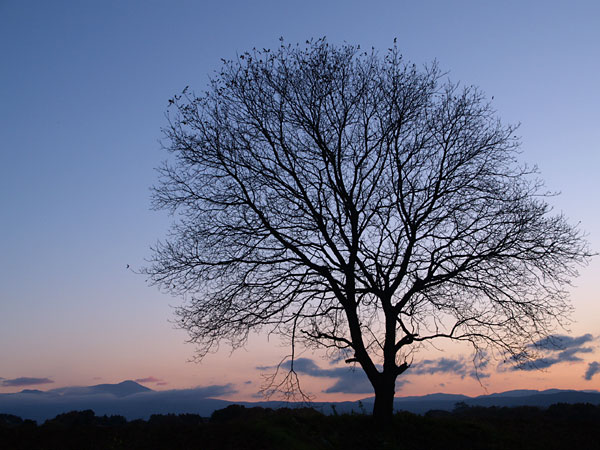 いつものクルミの木