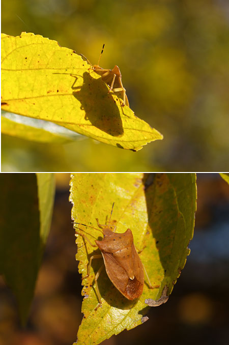 トホシカメムシ